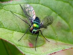 Long-legged Fly